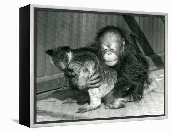 A Young Orangutan Hugs a Tree Kangaroo at London Zoo in 1927 (B/W Photo)-Frederick William Bond-Framed Premier Image Canvas