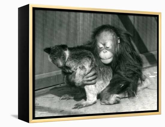 A Young Orangutan Hugs a Tree Kangaroo at London Zoo in 1927 (B/W Photo)-Frederick William Bond-Framed Premier Image Canvas