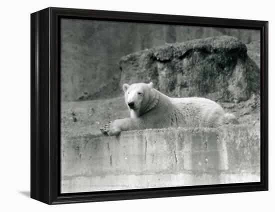 A Young Polar Bear Rests on a Rocky Ledge in its Enclosure at London Zoo in 1927 (B/W Photo)-Frederick William Bond-Framed Premier Image Canvas