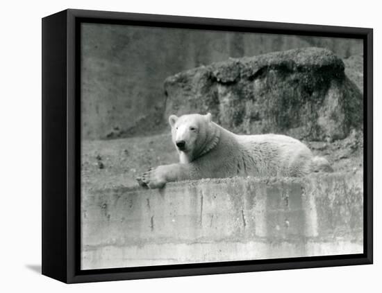 A Young Polar Bear Rests on a Rocky Ledge in its Enclosure at London Zoo in 1927 (B/W Photo)-Frederick William Bond-Framed Premier Image Canvas