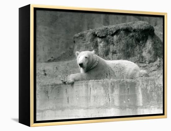 A Young Polar Bear Rests on a Rocky Ledge in its Enclosure at London Zoo in 1927 (B/W Photo)-Frederick William Bond-Framed Premier Image Canvas