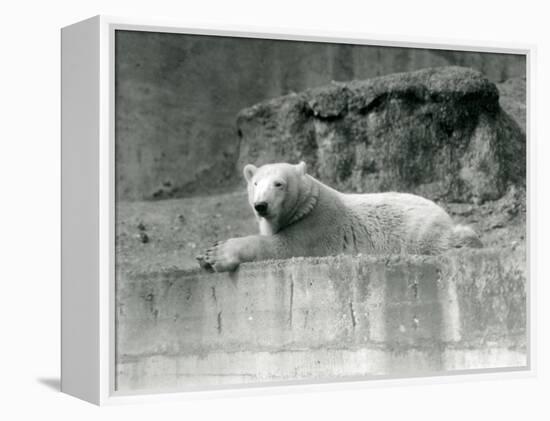 A Young Polar Bear Rests on a Rocky Ledge in its Enclosure at London Zoo in 1927 (B/W Photo)-Frederick William Bond-Framed Premier Image Canvas