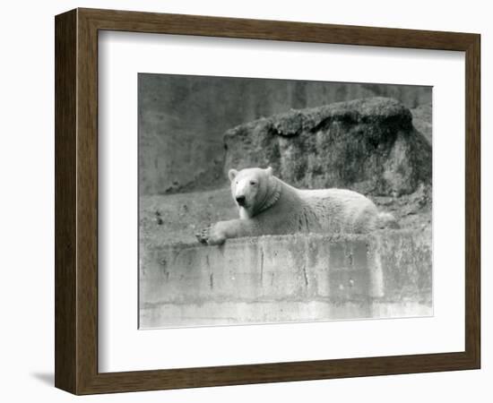 A Young Polar Bear Rests on a Rocky Ledge in its Enclosure at London Zoo in 1927 (B/W Photo)-Frederick William Bond-Framed Giclee Print