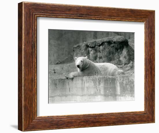 A Young Polar Bear Rests on a Rocky Ledge in its Enclosure at London Zoo in 1927 (B/W Photo)-Frederick William Bond-Framed Giclee Print