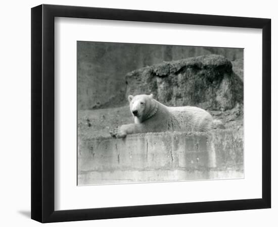 A Young Polar Bear Rests on a Rocky Ledge in its Enclosure at London Zoo in 1927 (B/W Photo)-Frederick William Bond-Framed Giclee Print