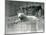 A Young Polar Bear Rests on a Rocky Ledge in its Enclosure at London Zoo in 1927 (B/W Photo)-Frederick William Bond-Mounted Giclee Print