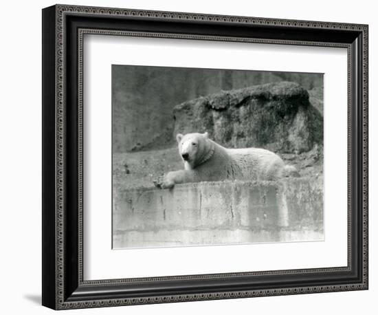 A Young Polar Bear Rests on a Rocky Ledge in its Enclosure at London Zoo in 1927 (B/W Photo)-Frederick William Bond-Framed Giclee Print