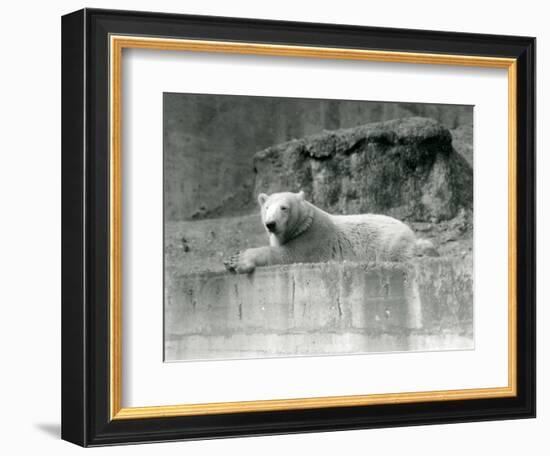 A Young Polar Bear Rests on a Rocky Ledge in its Enclosure at London Zoo in 1927 (B/W Photo)-Frederick William Bond-Framed Giclee Print