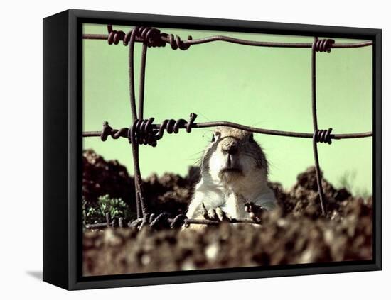 A Young Prairie Dog-null-Framed Premier Image Canvas
