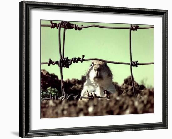 A Young Prairie Dog-null-Framed Photographic Print