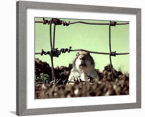 A Young Prairie Dog-null-Framed Photographic Print