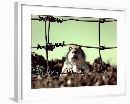 A Young Prairie Dog-null-Framed Photographic Print