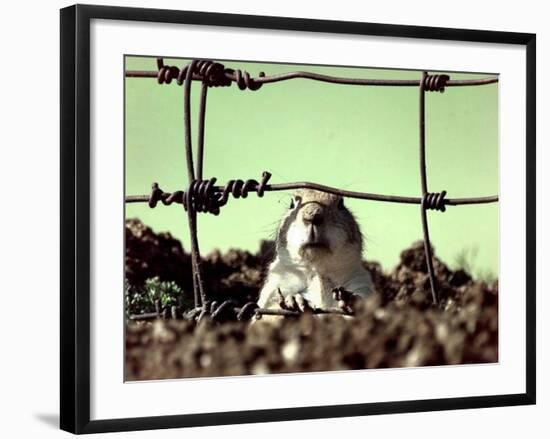 A Young Prairie Dog-null-Framed Photographic Print