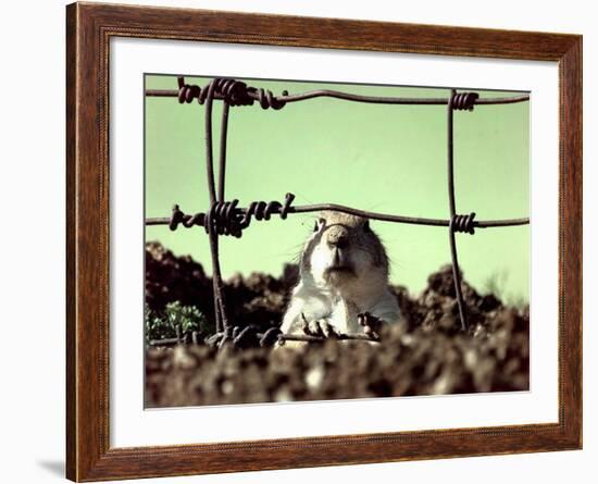 A Young Prairie Dog--Framed Photographic Print