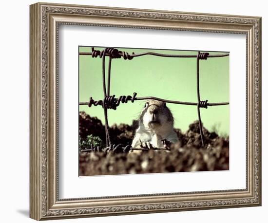 A Young Prairie Dog-null-Framed Photographic Print