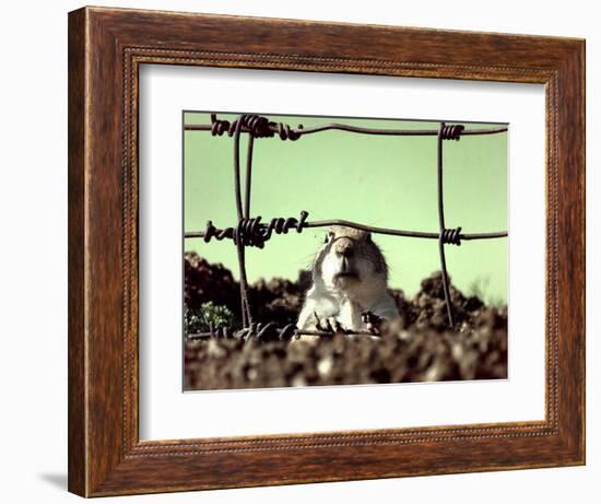 A Young Prairie Dog-null-Framed Photographic Print