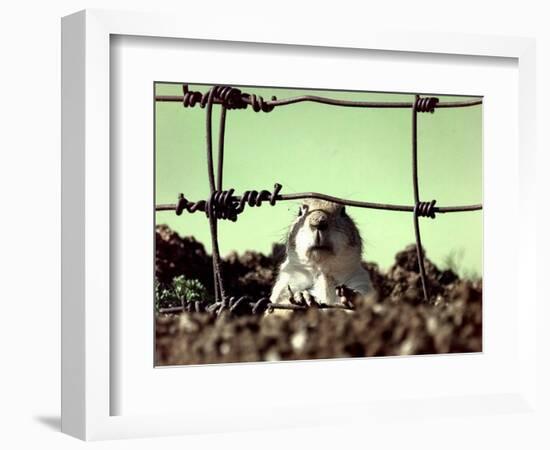 A Young Prairie Dog-null-Framed Photographic Print