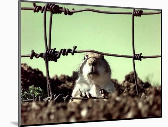 A Young Prairie Dog-null-Mounted Photographic Print