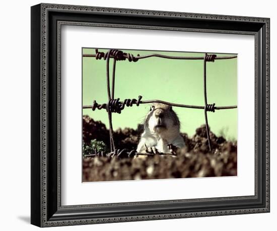 A Young Prairie Dog-null-Framed Photographic Print