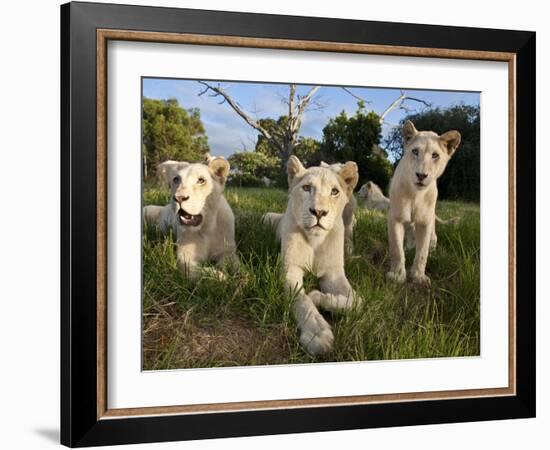 A Young Pride of Male and Female White Lions in the Grass.  South Africa.-Karine Aigner-Framed Photographic Print