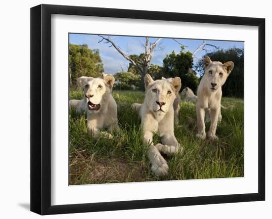 A Young Pride of Male and Female White Lions in the Grass.  South Africa.-Karine Aigner-Framed Photographic Print