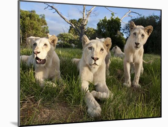 A Young Pride of Male and Female White Lions in the Grass.  South Africa.-Karine Aigner-Mounted Photographic Print