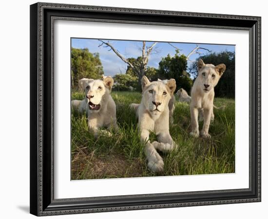 A Young Pride of Male and Female White Lions in the Grass.  South Africa.-Karine Aigner-Framed Photographic Print