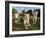 A Young Pride of Male and Female White Lions in the Grass.  South Africa.-Karine Aigner-Framed Photographic Print