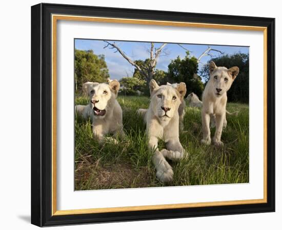 A Young Pride of Male and Female White Lions in the Grass.  South Africa.-Karine Aigner-Framed Photographic Print