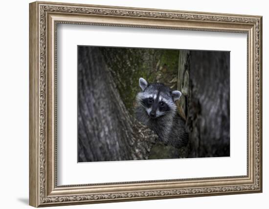 A young raccoon sits in a maple tree in suburban Seattle, Washington.-Art Wolfe-Framed Photographic Print