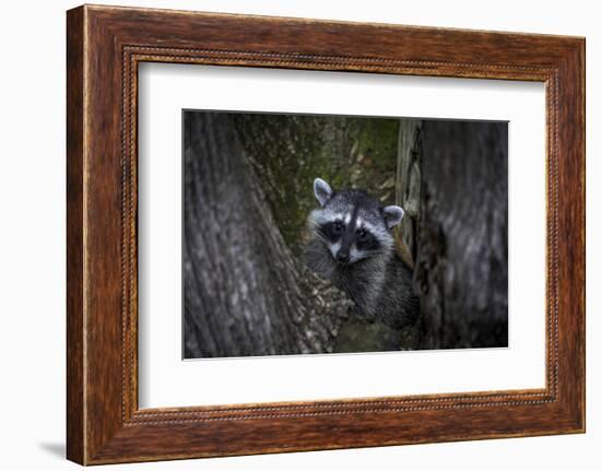 A young raccoon sits in a maple tree in suburban Seattle, Washington.-Art Wolfe-Framed Photographic Print