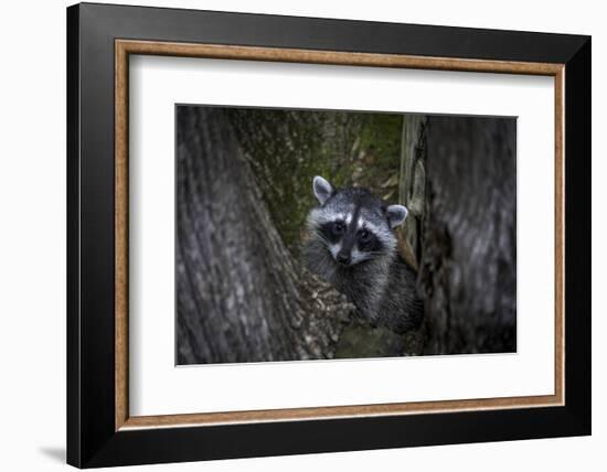 A young raccoon sits in a maple tree in suburban Seattle, Washington.-Art Wolfe-Framed Photographic Print