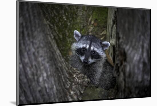 A young raccoon sits in a maple tree in suburban Seattle, Washington.-Art Wolfe-Mounted Photographic Print