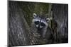A young raccoon sits in a maple tree in suburban Seattle, Washington.-Art Wolfe-Mounted Photographic Print