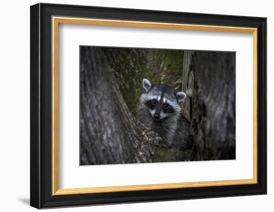 A young raccoon sits in a maple tree in suburban Seattle, Washington.-Art Wolfe-Framed Photographic Print