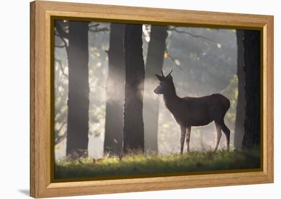 A Young Red Deer Stag Stands in a Forest in Morning Mist in Richmond Park-Alex Saberi-Framed Premier Image Canvas