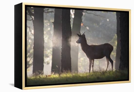 A Young Red Deer Stag Stands in a Forest in Morning Mist in Richmond Park-Alex Saberi-Framed Premier Image Canvas