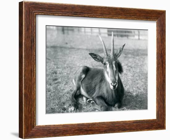 A Young Sable Antelope Sitting at London Zoo, C.1912-Frederick William Bond-Framed Photographic Print