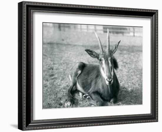 A Young Sable Antelope Sitting at London Zoo, C.1912-Frederick William Bond-Framed Photographic Print