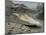 A Young Saltwater Crocodile-null-Mounted Photographic Print