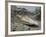 A Young Saltwater Crocodile-null-Framed Photographic Print