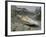 A Young Saltwater Crocodile-null-Framed Photographic Print