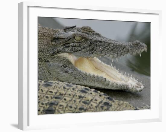 A Young Saltwater Crocodile-null-Framed Photographic Print