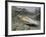 A Young Saltwater Crocodile-null-Framed Photographic Print