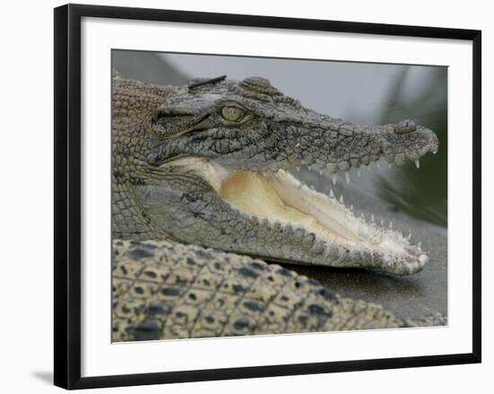 A Young Saltwater Crocodile-null-Framed Photographic Print