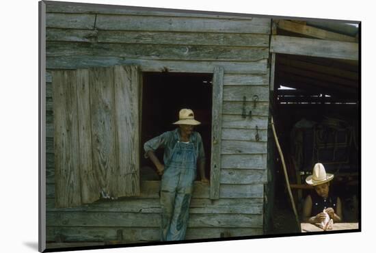 A Young Women Plucks Feathers from a Chicken, Edisto Island, South Carolina, 1956-Walter Sanders-Mounted Photographic Print