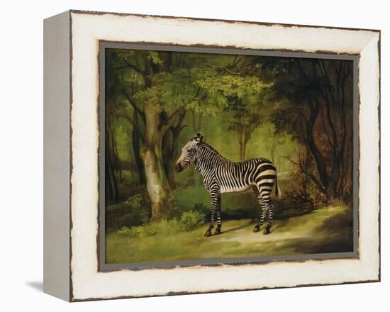 A Zebra, 1763-George Stubbs-Framed Premier Image Canvas