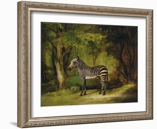 A Zebra, 1763-George Stubbs-Framed Giclee Print