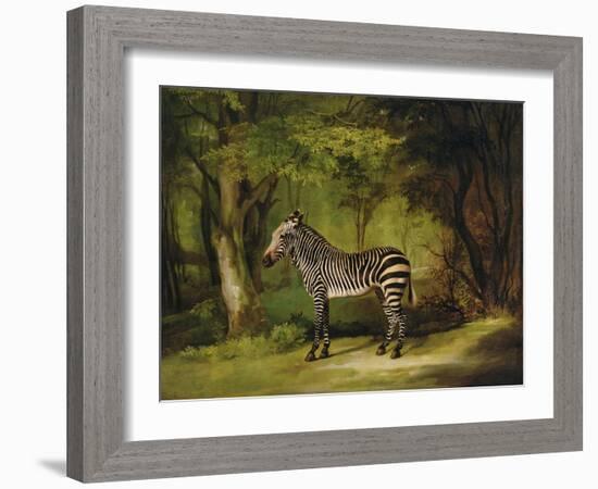 A Zebra, 1763-George Stubbs-Framed Giclee Print