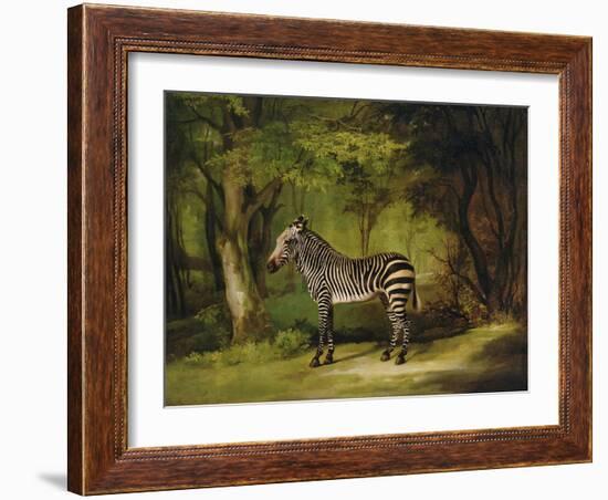 A Zebra, 1763-George Stubbs-Framed Giclee Print